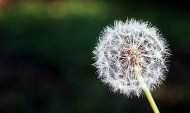 بغیر رقص کیے خاک کو اڑاتا گیا ۔۔۔ از احمد رضا